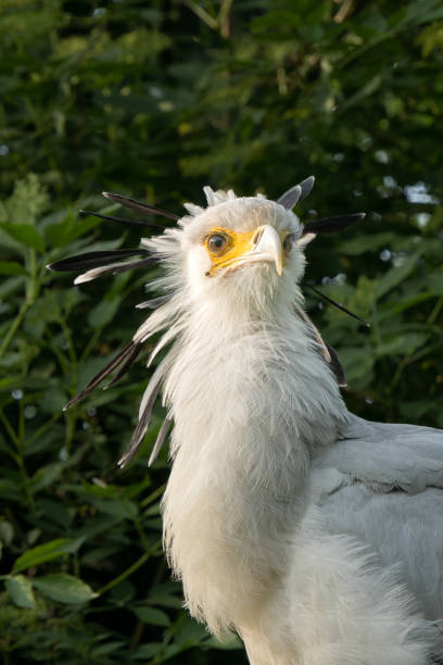 istock Portrait of a Sagittarius messenger bird, also known as a serpent, close-up profile 2182508596