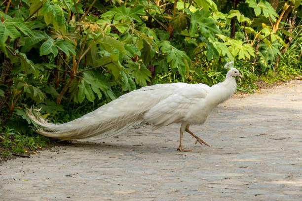 istock White peacock with its beautiful open tail and feathers in the botanical garden, splendid mating plumage. Peacock bird walking freely 2182508732