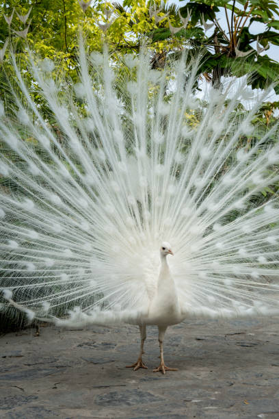 istock White peacock with its beautiful open tail and feathers in the botanical garden, splendid mating plumage. Peacock bird walking freely 2182508758