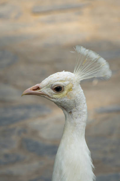 istock White peacock with its beautiful open tail and feathers in the botanical garden, splendid mating plumage. Peacock bird walking freely 2182508812