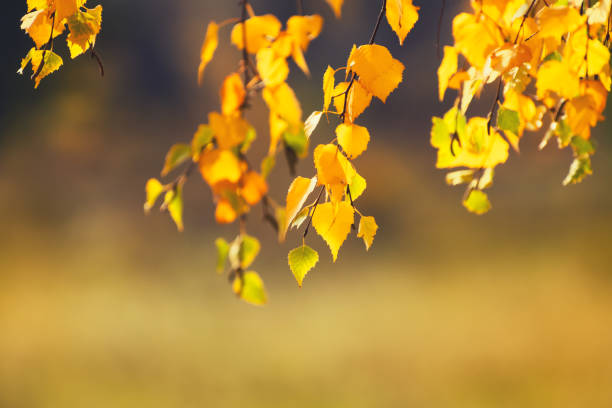 Yellow leaves on the tree in autumn forest at sunset. Seelctive focus. Beautiful autumn nature background