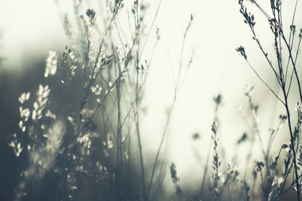 Autumn grass in the mountains at sunset. Macro image, shallow depth of field. Beautiful autumn nature background