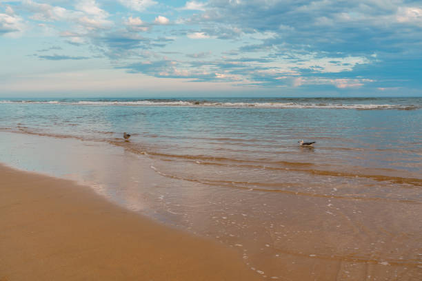 Gentle waves roll onto the sandy shore as seagulls forage by the water's edge.