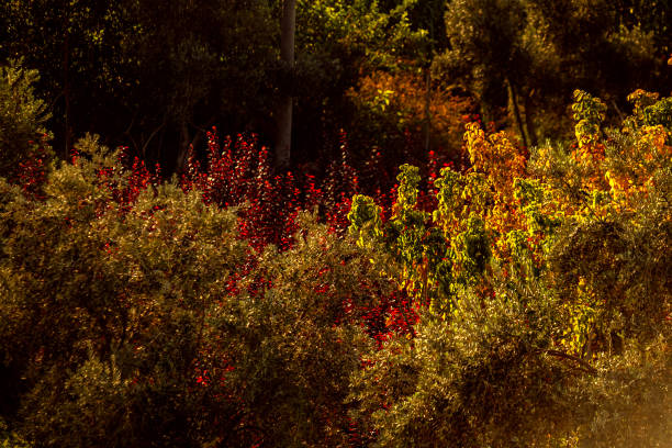 wonderful autumn landscapes formed in nature