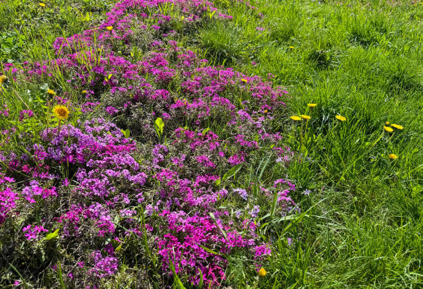 Pink flowers alpine phlox and dandelions on meadow
