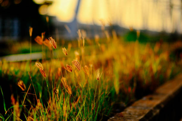 nature in big city