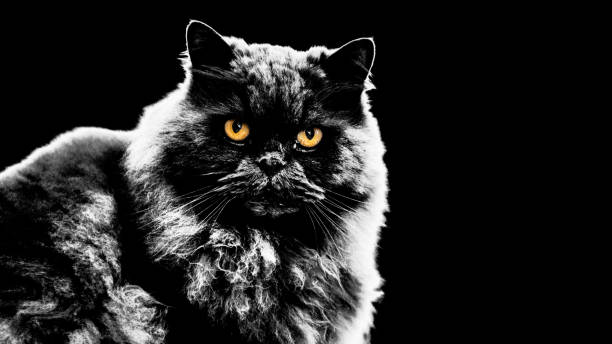 istock Black and white persian cat with yellow eyes 2182516672