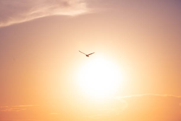 istock Seagull in front of the sun 2182516675