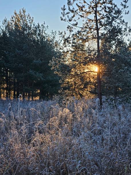 istock morning frost in the forest 2182518823