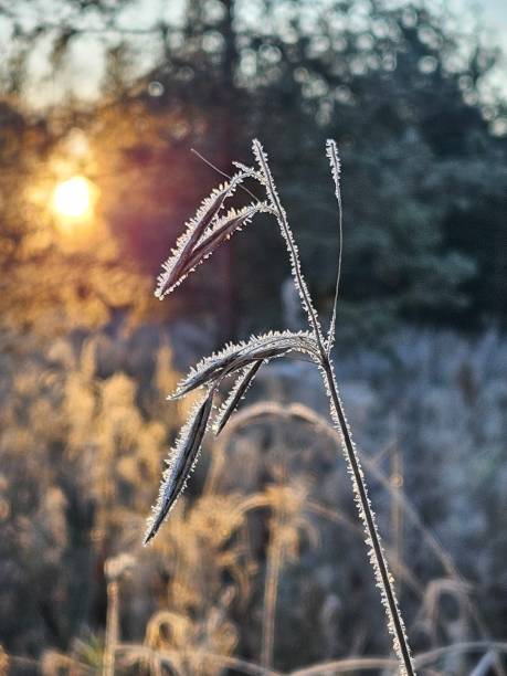 istock morning frost in the forest 2182518825