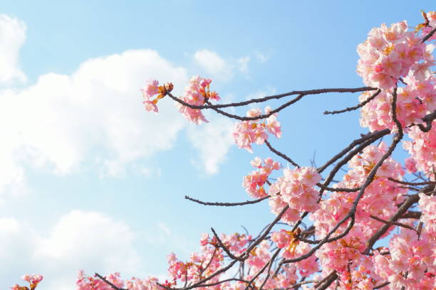 istock Kawazu cherry blossoms and the sky 2182519011