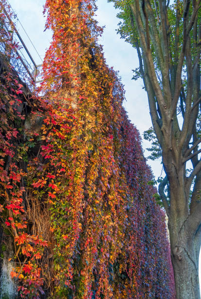 istock Street in Cologne-Ehrenfeld 2182519067
