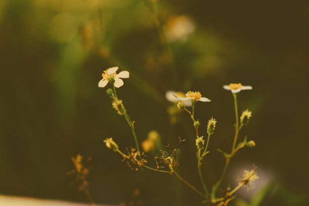 istock nature in big city 2182520602