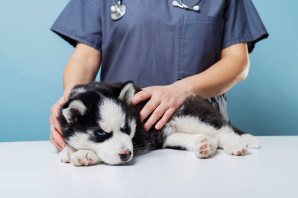 istock Veterinarian examining husky puppy on table 2182525146