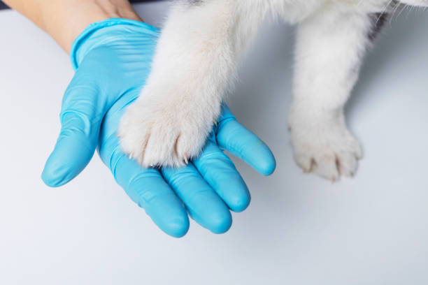 istock Vet holding puppy paw with gloved hand 2182525166