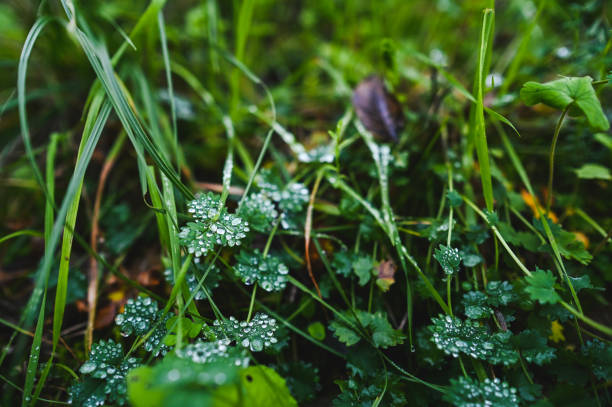 Close up of autumn fresh dew on plants.