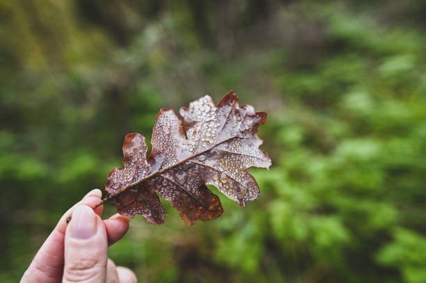 istock Woman holding an autumn dry leaf with dew. 2182525452