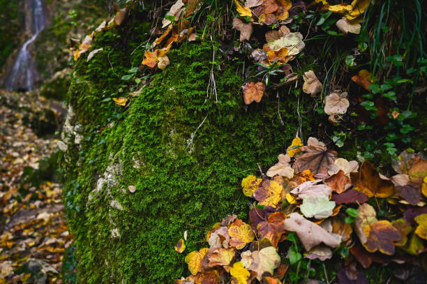 Green moss close up in autumn.