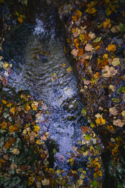 Stream in the forest