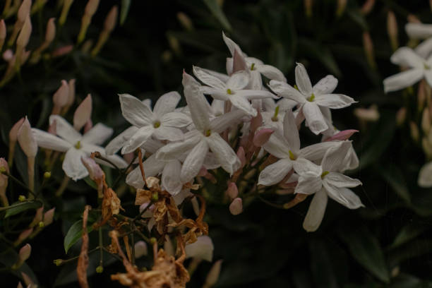 istock Poets' jasmine / Winter jasmine / Pink jasmine / Jasminum polyanthum 2182527464