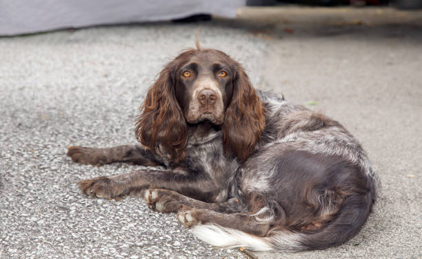istock Brown and white spaniel resting on pavement outdoors 2182528717