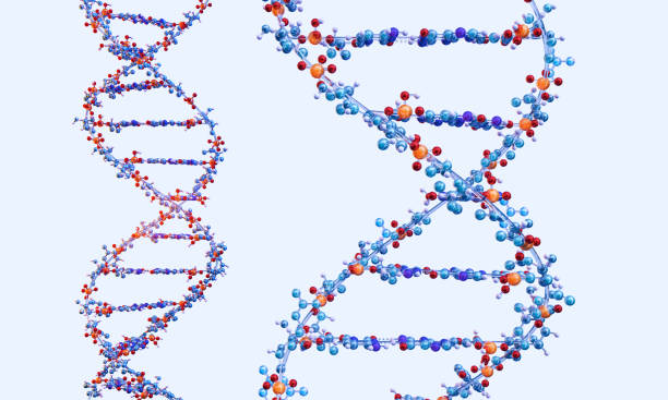 istock Human DNA double helix molecular structure composed of nucleotides 2182528898