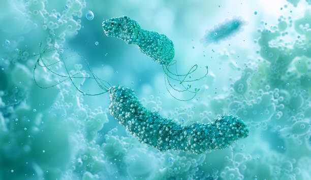 istock Microscopic view of Helicobacter pylori, spiral bacterium causing stomach ulcers 2182528904