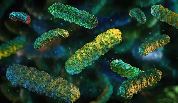 istock Lactobacillus, bifidobacterium, a beneficial bacteria for gut health; 2182528947