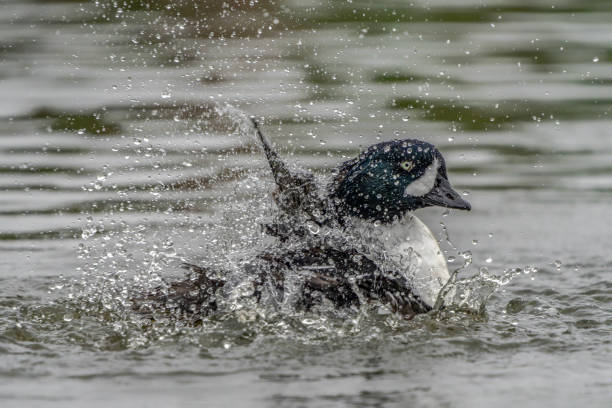 istock Barrow's Goldeneye male (Bucephala islandica) taking a bath 2182530020