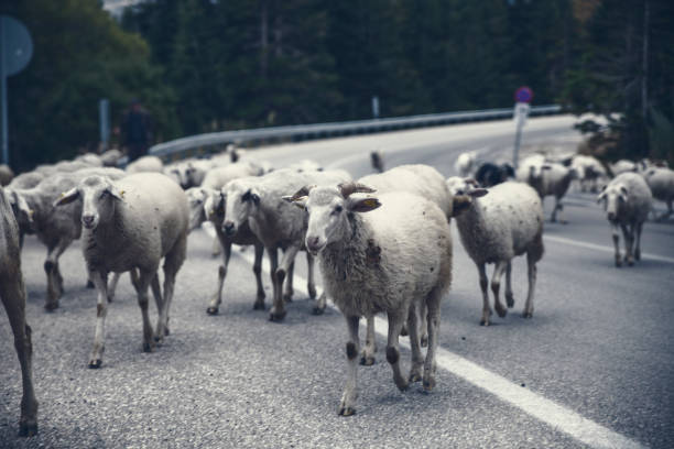 Shepherd And Sheep Moving Along The Asphalt Road In The Forest