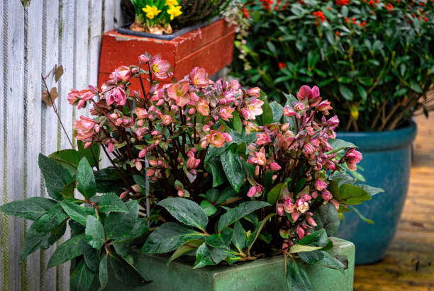 istock Blooming hellebore flowers in the spring garden 2182530965
