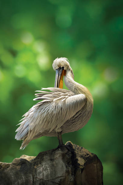 istock Dalmatian Pelican (Pelecanus crispus) in the park, 2182533310
