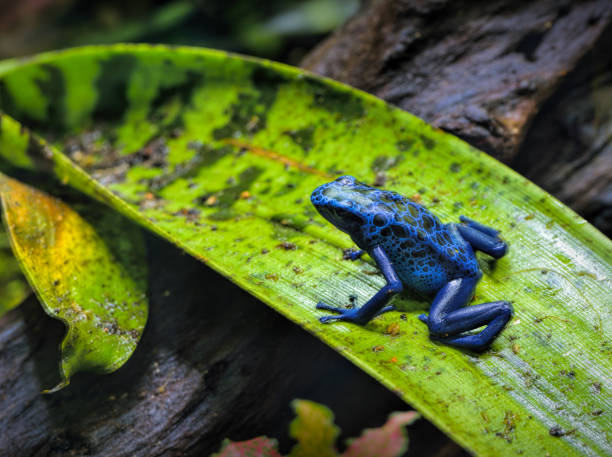istock Blue poison dart frog in the park 2182533349