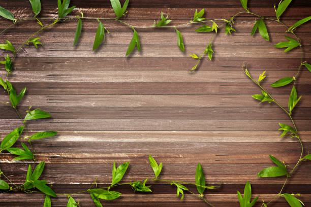 istock Old wooden background with fresh green creeper 2182533389