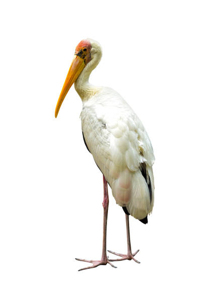 istock Yellow-billed stork isolated on white background 2182533456