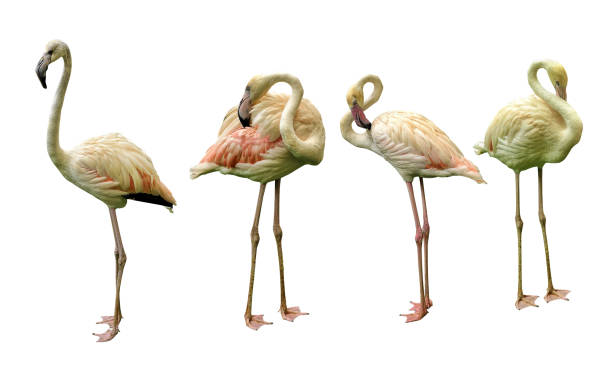 istock Greater Flamingo isolated on white background 2182533458