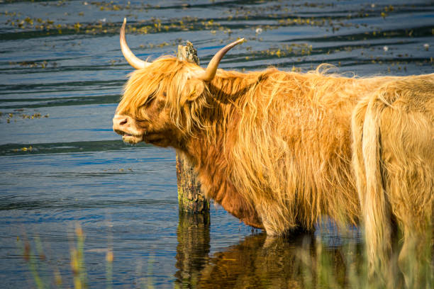 istock Highland cattle in the water 2182536429