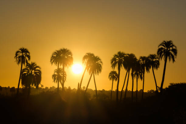 istock Colorful sunset with palm trees in silhouette 2182538603