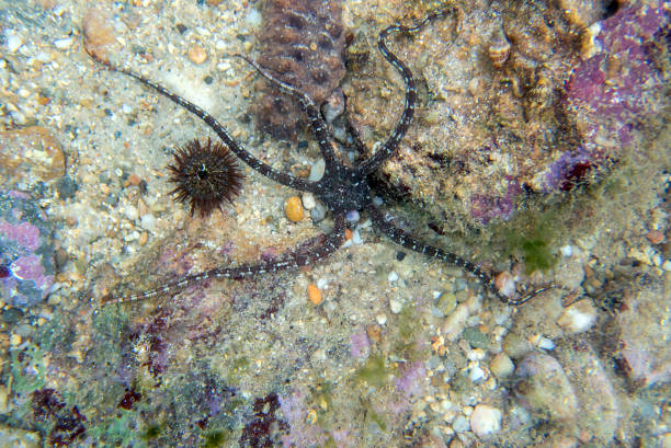 istock Smooth Brittle Star - Ophioderma longicauda 2182538860