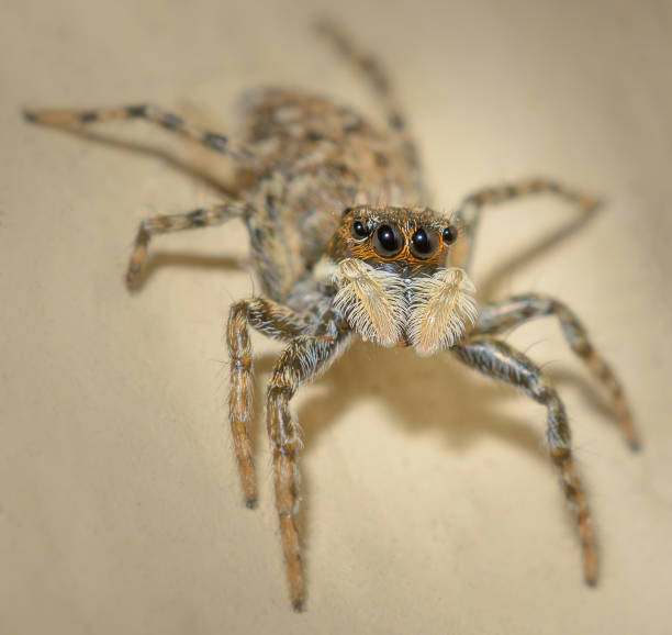 istock Macro photography of spider 2182540171