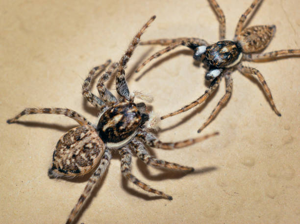 istock Macro photography of spiders fighting 2182540195