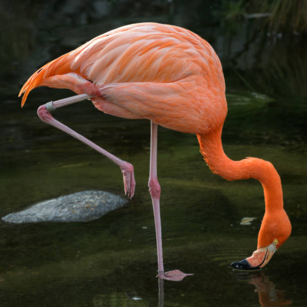 istock Beautiful flamingo portrait 2182540239