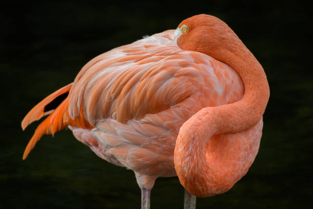 istock Beautiful flamingo portrait 2182540246