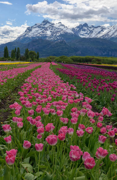 istock Tulip field with mountain in background 2182540524