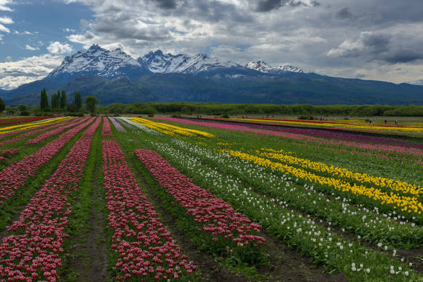 istock Tulip field with mountain in background 2182540532