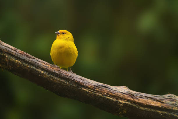 istock Beautiful yellow Saffron finch bird (Sicalis flaveola) 2182541209
