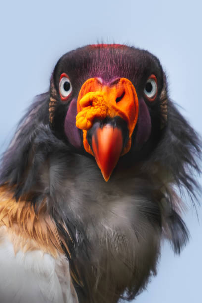 King Vulture face (Sarcoramphus papa) - bird of prey