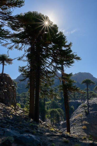 Araucaria trees with the sun in the shape of a star between the branches