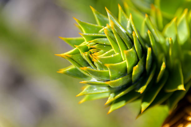 Closeup of pehuen (araucaria) branch and leaves