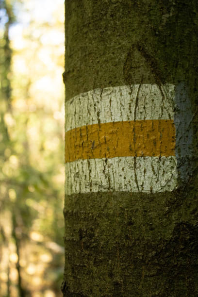 istock trail marker on tree in autumn forest 2182542602